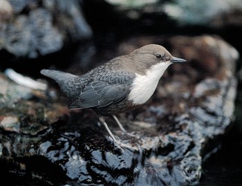 C. cinclus (© Fernando di Fabrizio)