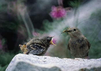 P. ochrurus (© (autore da inserire))