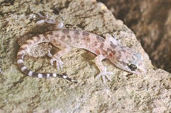 H. turcicus (© Paolo Mazzei)