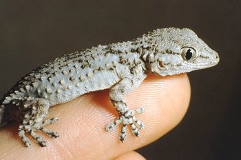 T. mauritanica (© Paolo Mazzei)