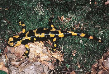 S. salamandra (© (autore da inserire))