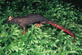 S. terdigitata (© (autore da inserire))