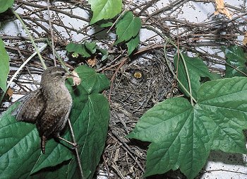 T. troglodytes (© (autore da inserire))