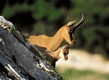 R. pyrenaica (© Mario Pellegrini)
