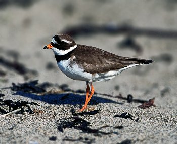 C. hiaticula (© Roberto Mazzagatti)