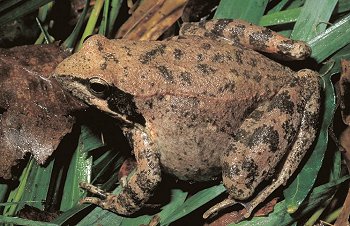 R. italica (© Mario Pellegrini)