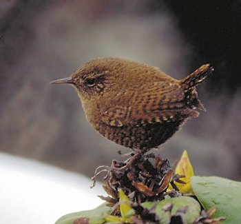 T. troglodytes (© (autore da inserire))