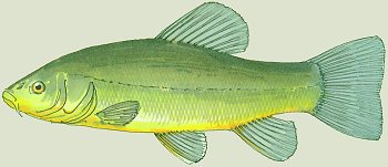 T. tinca (© (autore da inserire))