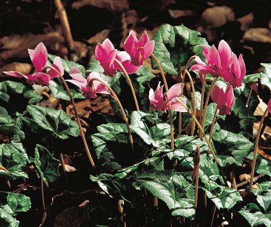 C. repandum S.et S. (© (autore da inserire))
