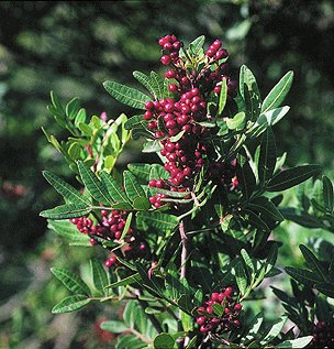 P. lentiscus L. (© (autore da inserire))